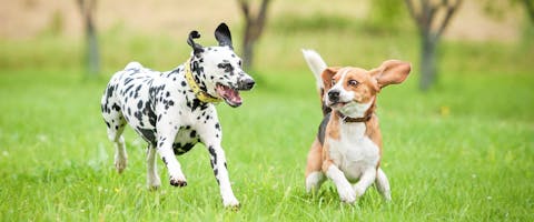 Dalmatian and Beagle playing in a dog park