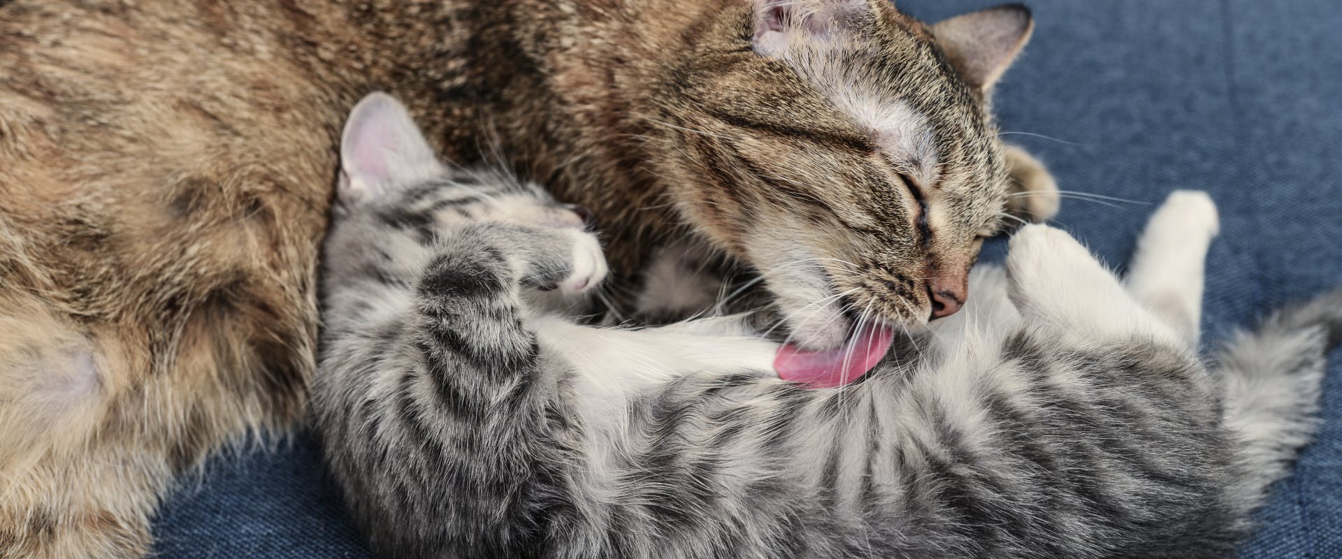 A cat licks its baby on the tummy.