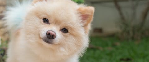 A sassy looking Pomeranian dog tilting its head