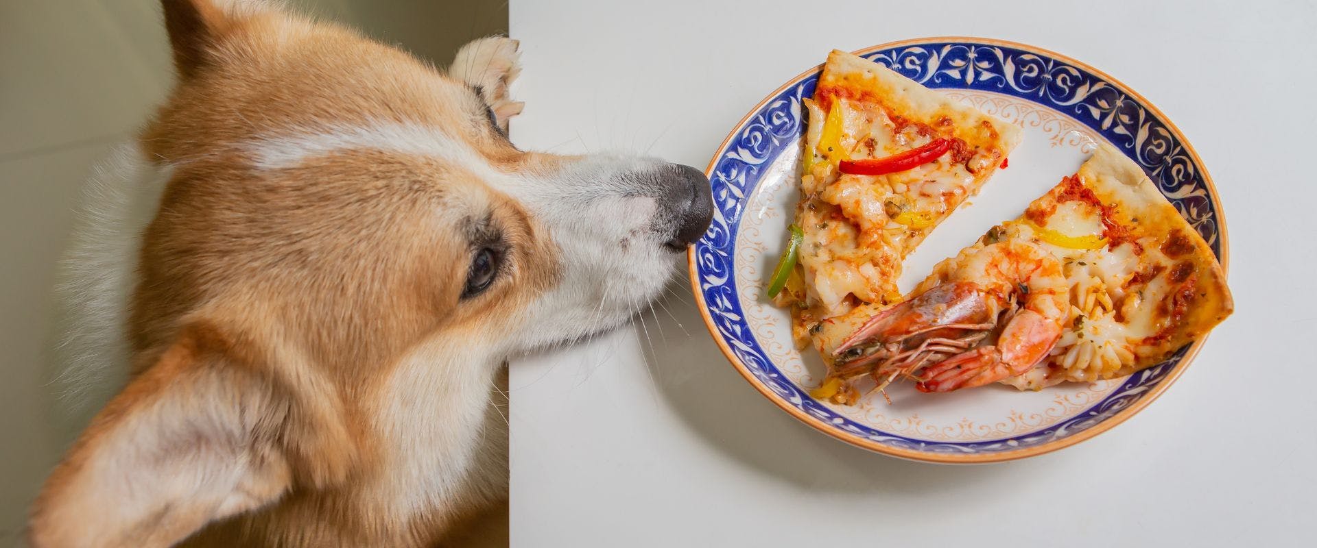 Corgi dog sniffing tomato on pizza