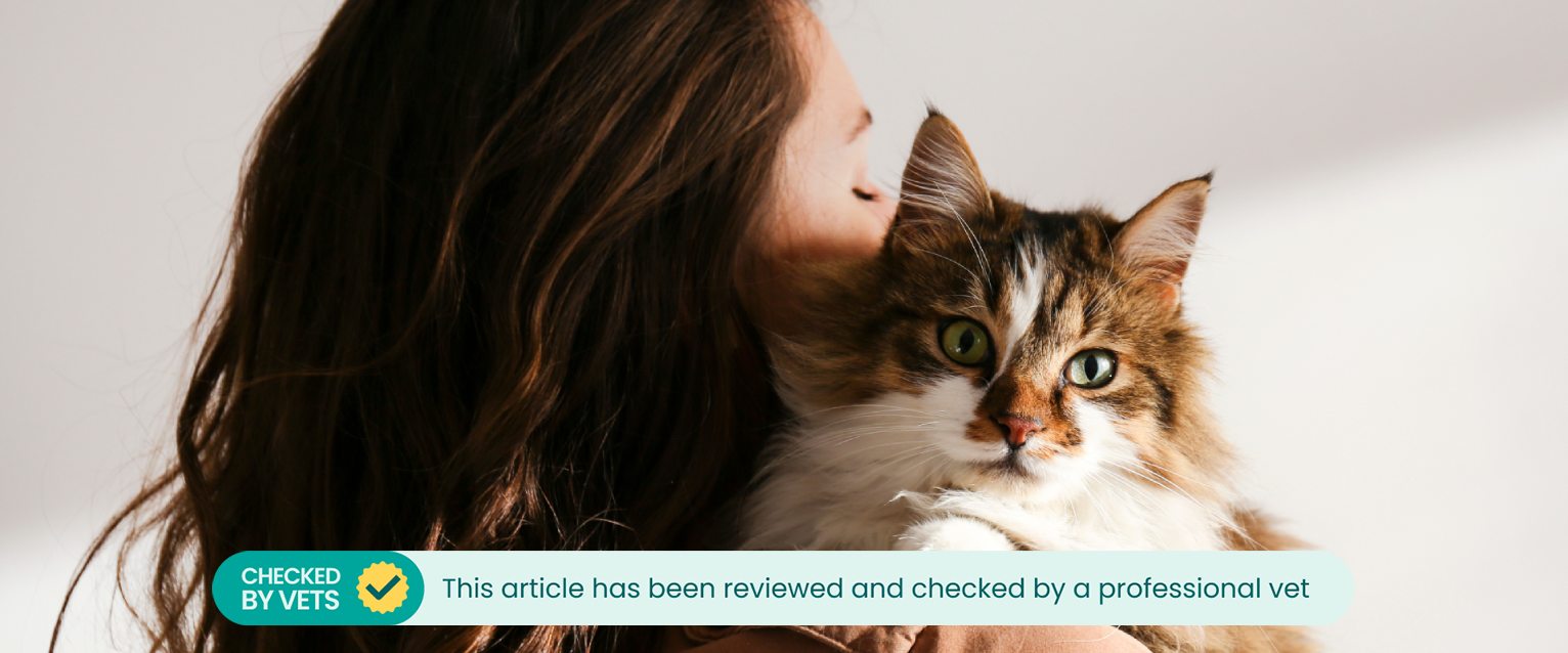 long haired domestic tabby and white cat being held by a woman