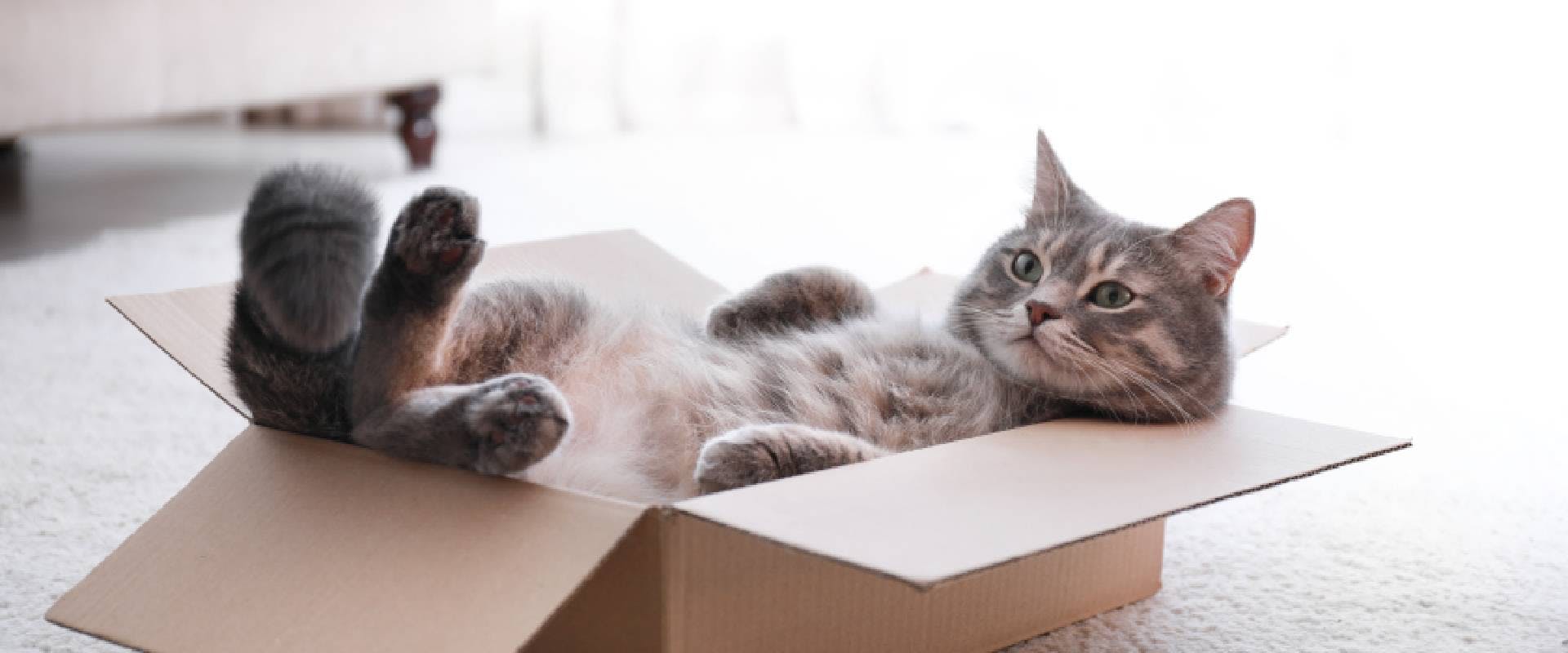 Gray cat laying in a cardboard box