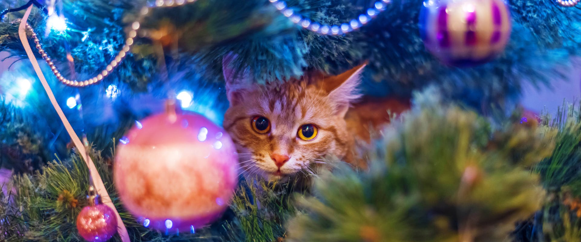 a ginger cat hidden in a christmas tree surround by lights and decorations