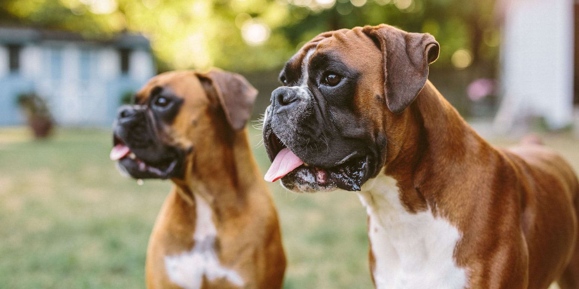 Two Boxer dogs in a garden