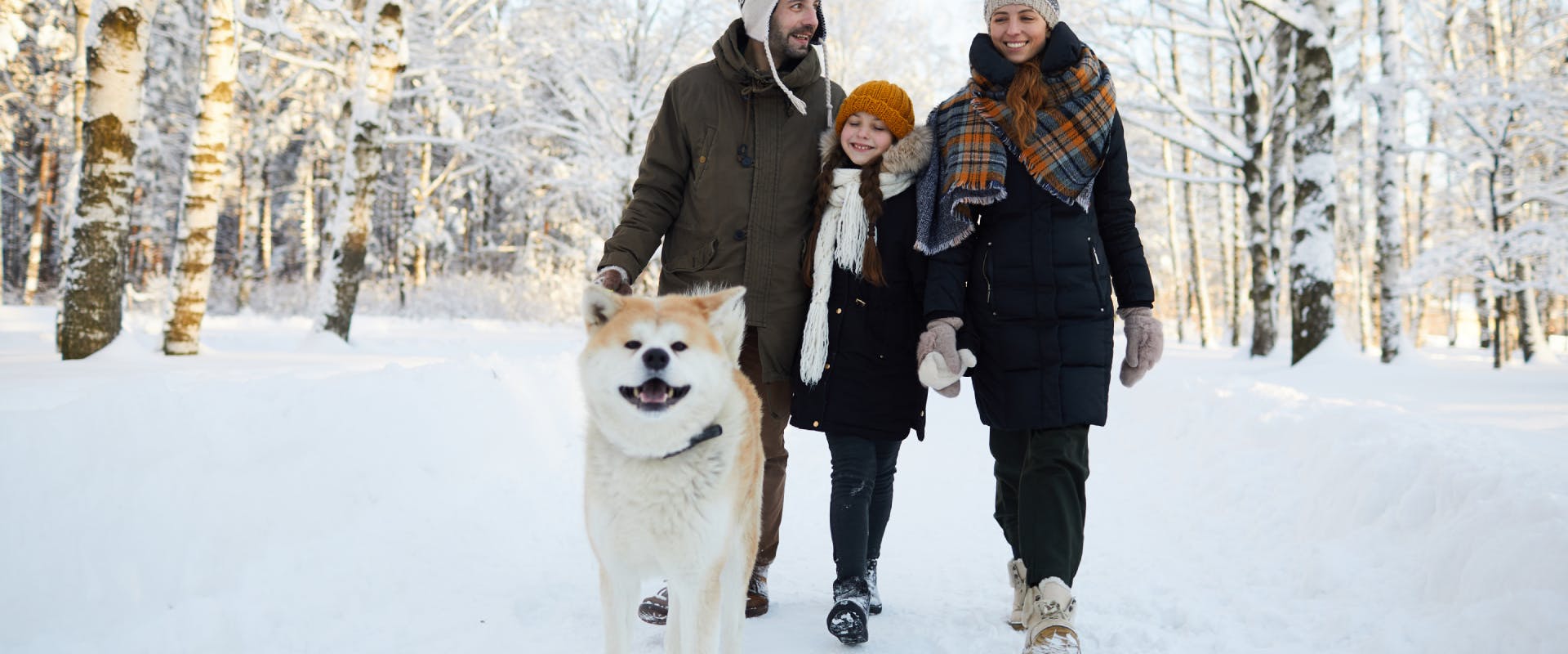 a young family on a dog walk in a snow covered woodland with a Japanese akita