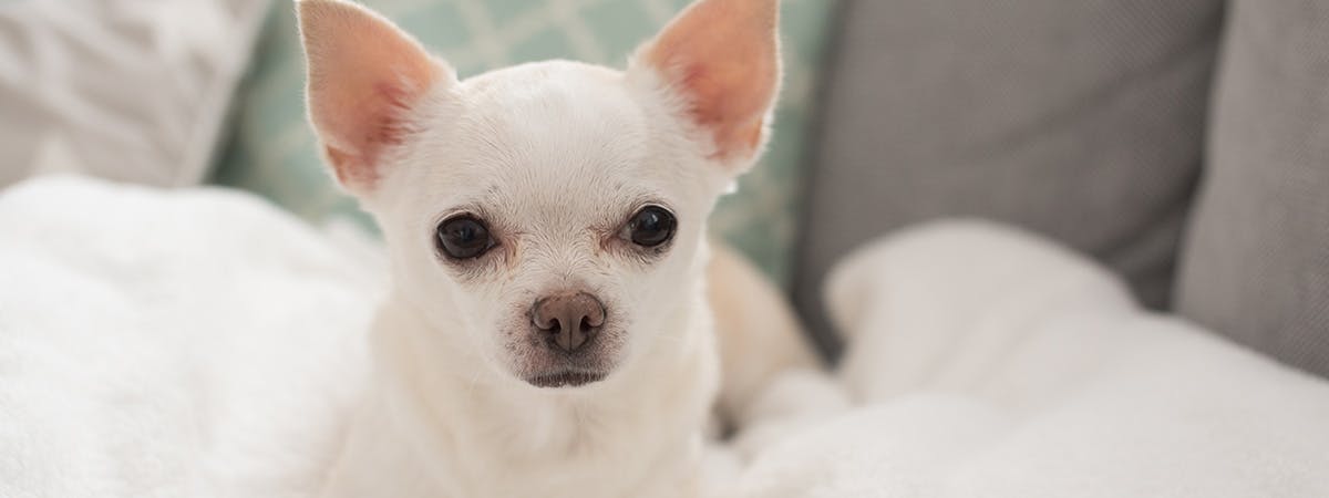 A small white Chihuahua sitting on a fluffy white blanket 