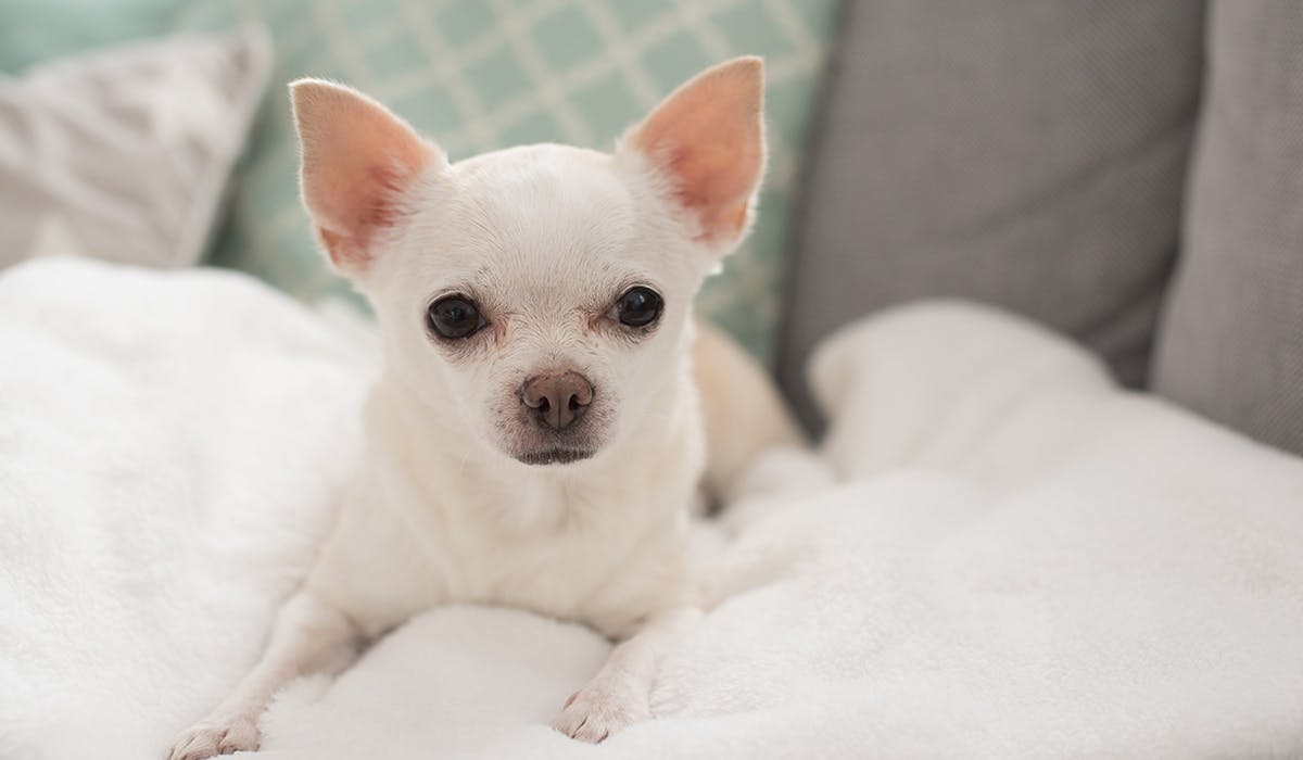 A small white Chihuahua sitting on top of a fluffy white blanket