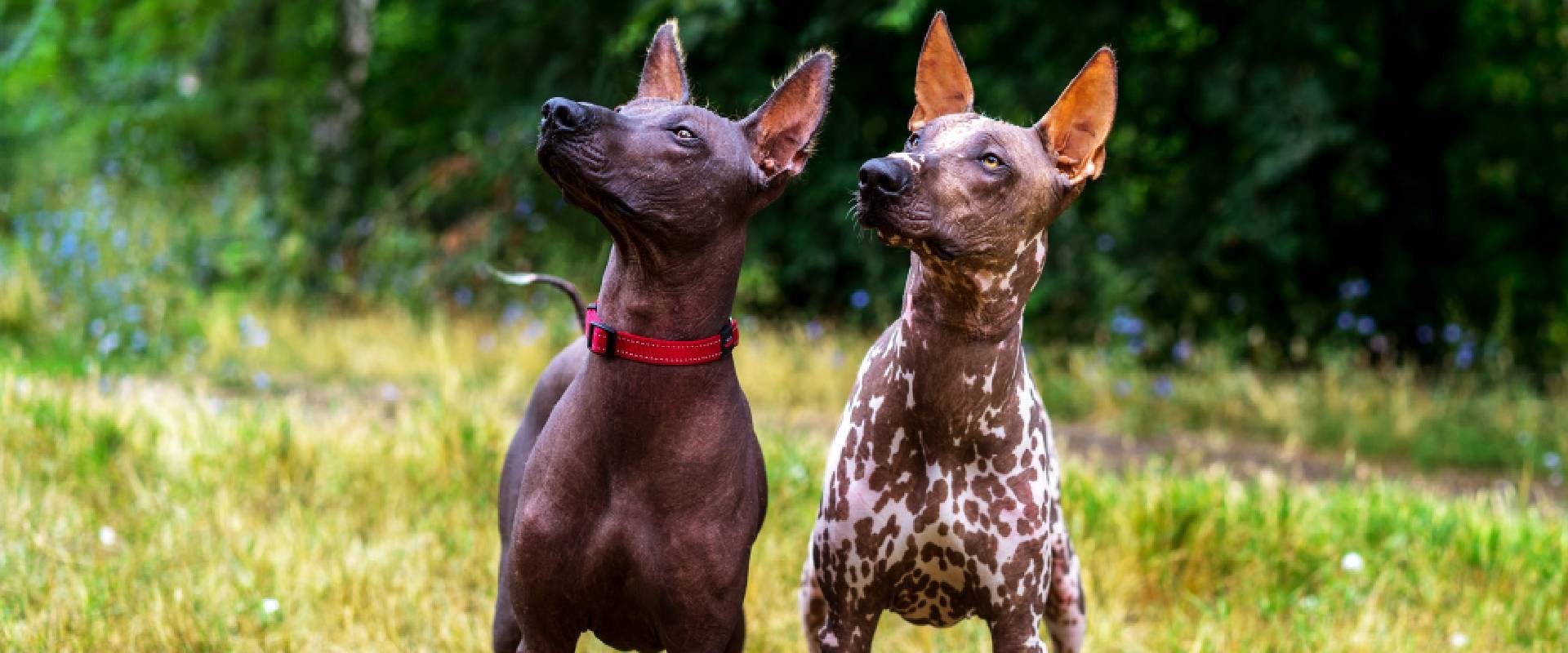 Two Xoloitzcuintli dogs