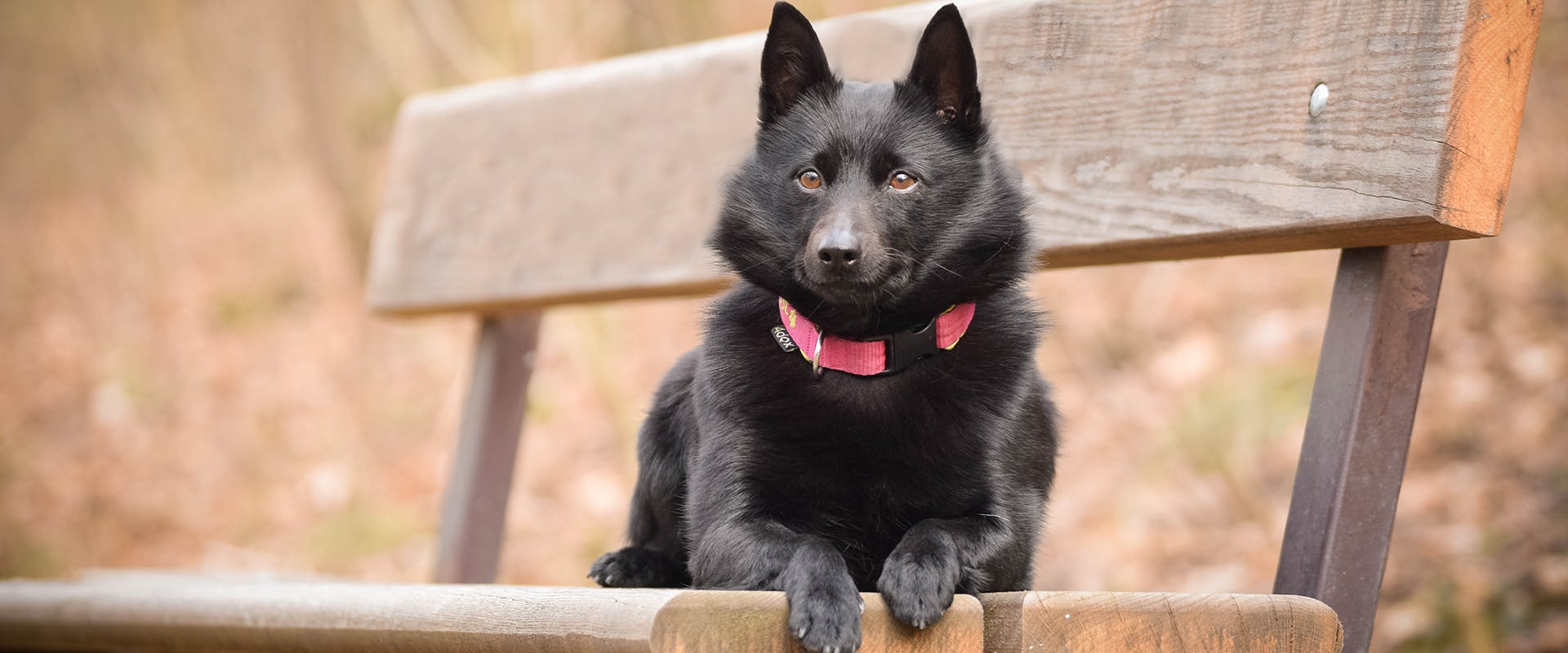 are schipperke the most intelligent dogs