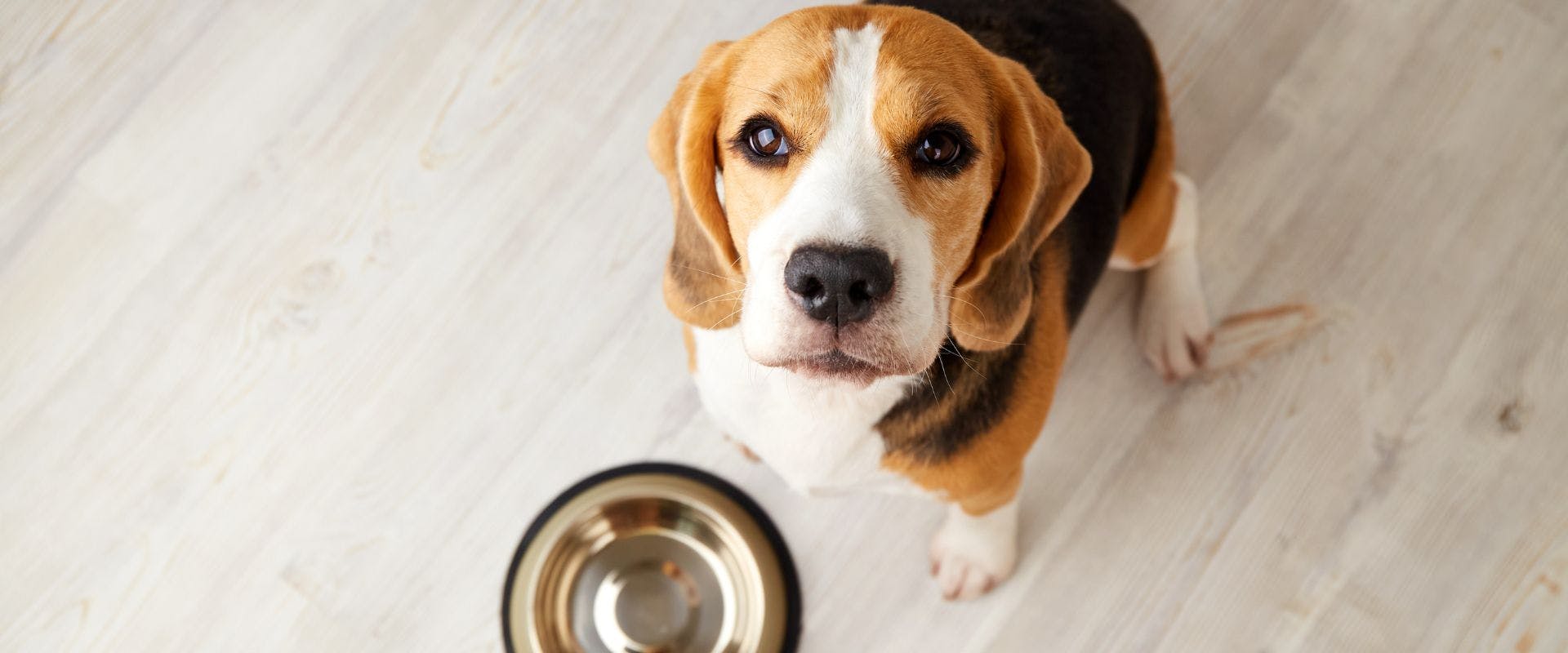 Beagle waiting for food