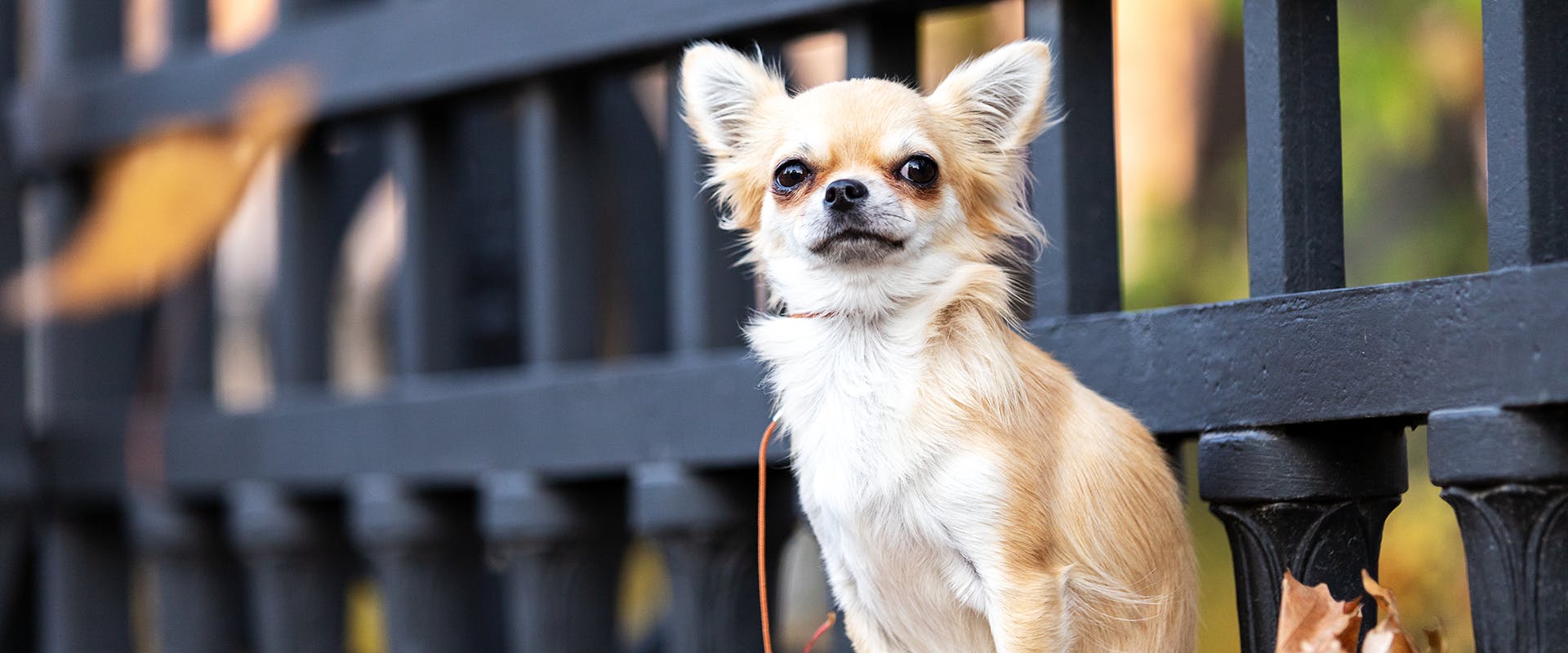 A cute Chihuahua out on a walk 
