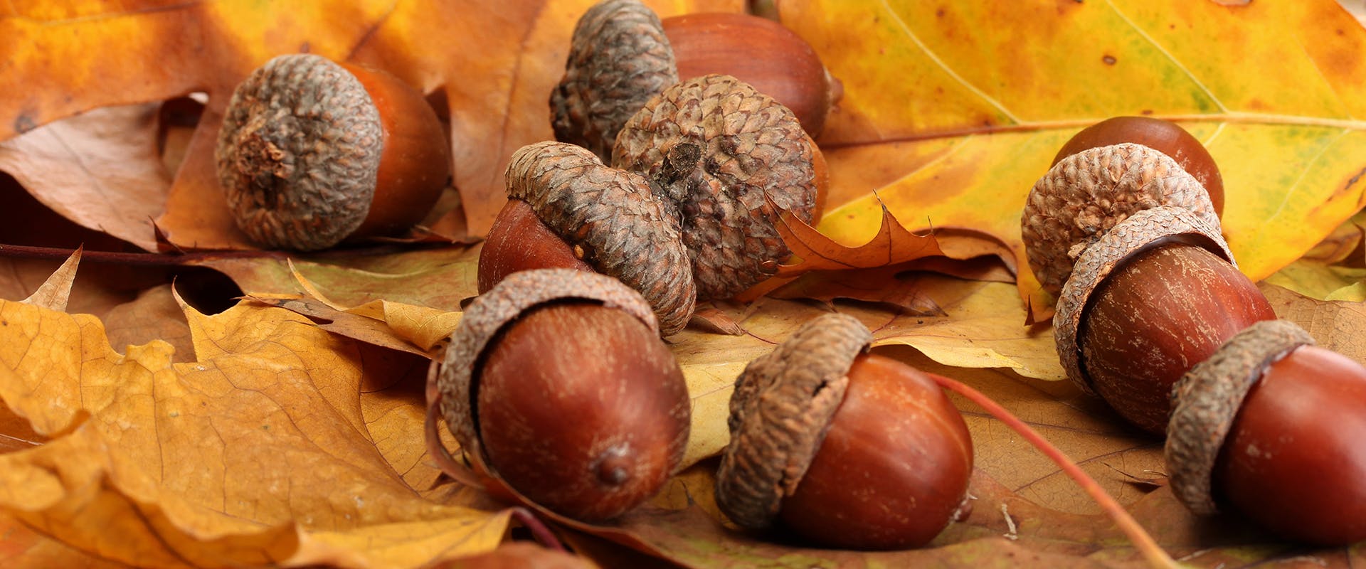 A pile of acorns on fallen autumn leaves