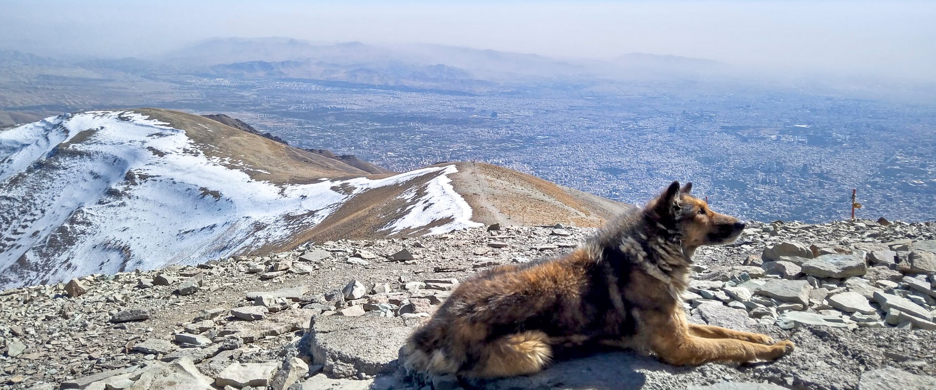 large fluffy dog sat on top of a mountain in iceland overlooking a mountain range view