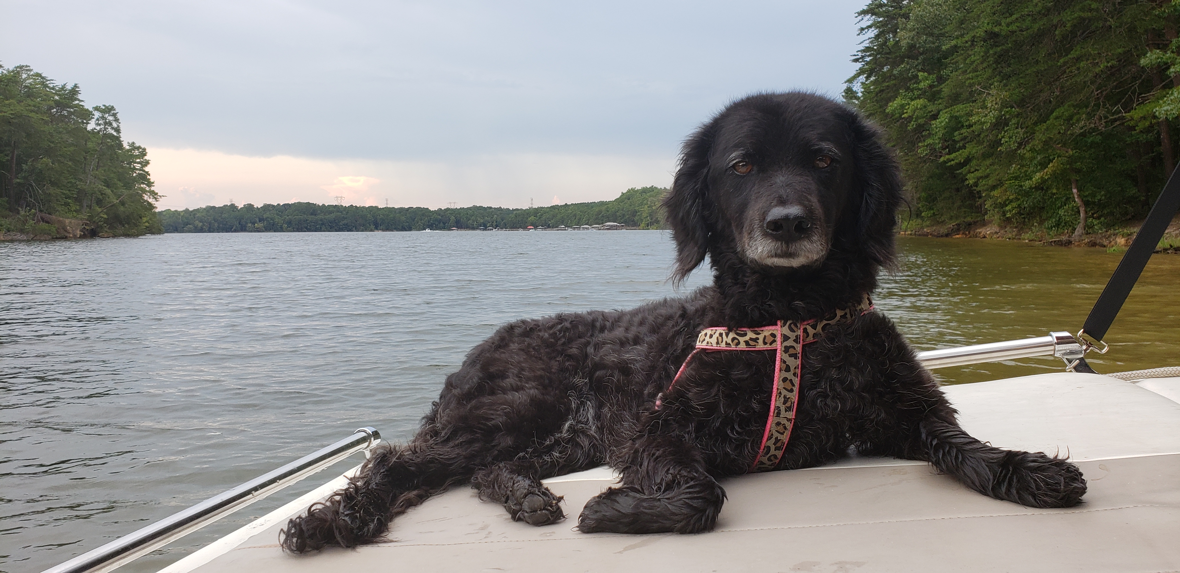 A small, black mix-breed dog sitting on a boat in the middle of a lake