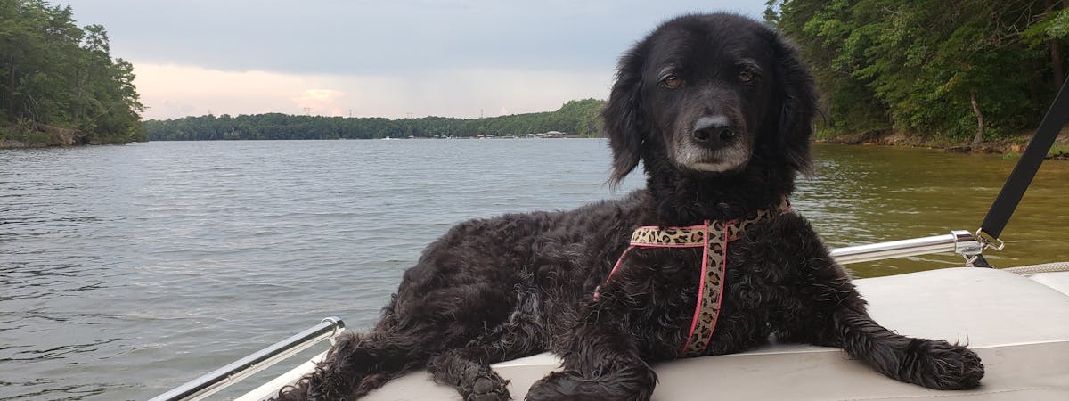 A small, black mix-breed dog sitting on a boat in the middle of a lake