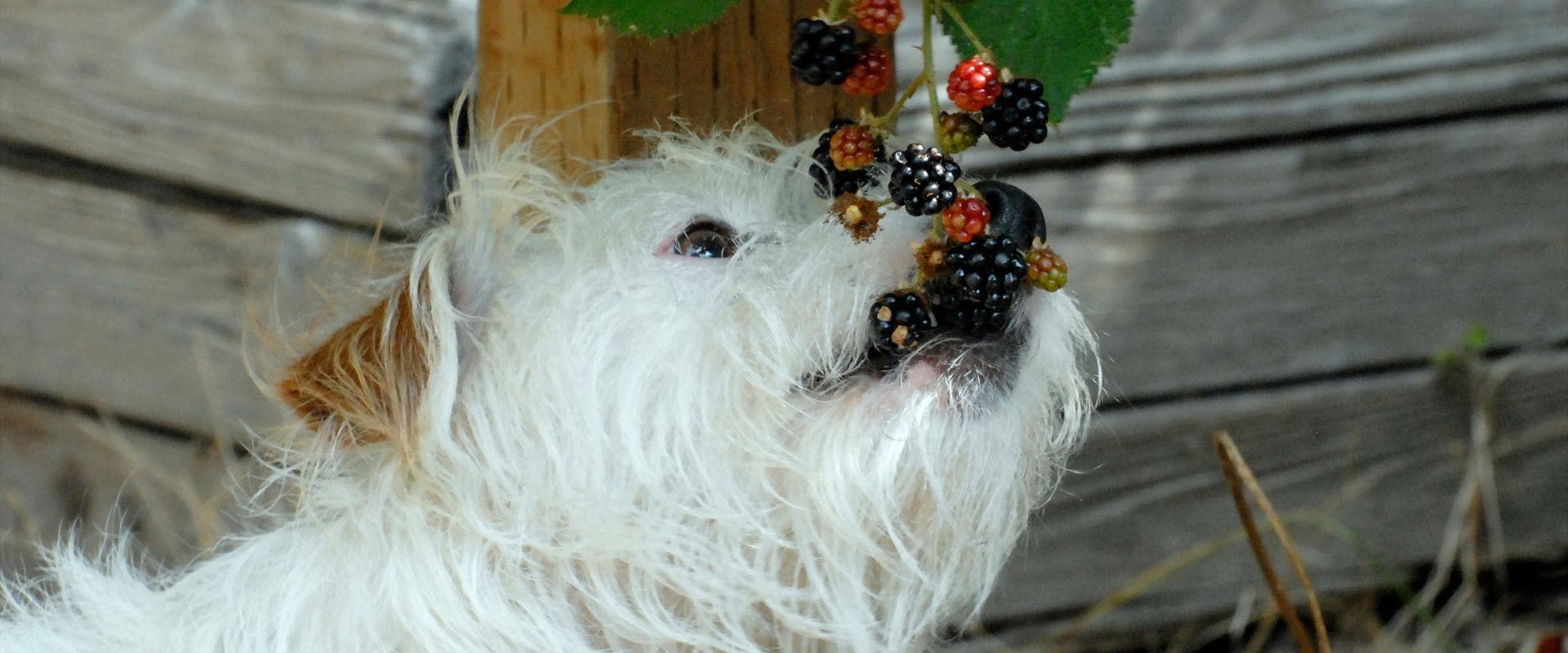 White shaggy dog eating blackberries