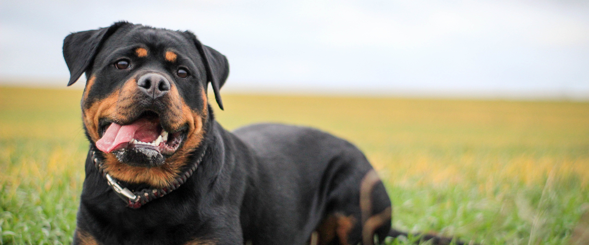 What Are the Smartest Dog Breeds? | TrustedHousesitters.com