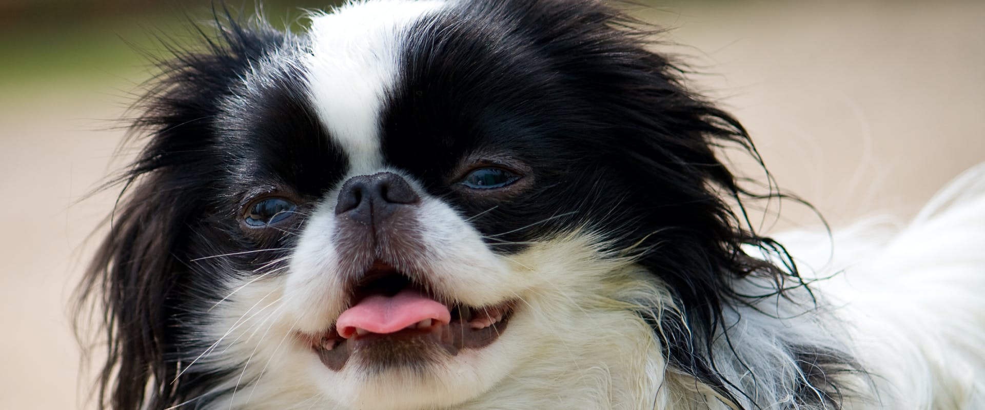Japanese Dog Names TrustedHousesitters japanese-dog-names-trustedhousesitters