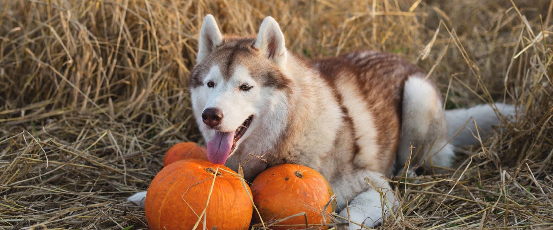 Siberian Husky on the rye field background lying next to a pumpkin