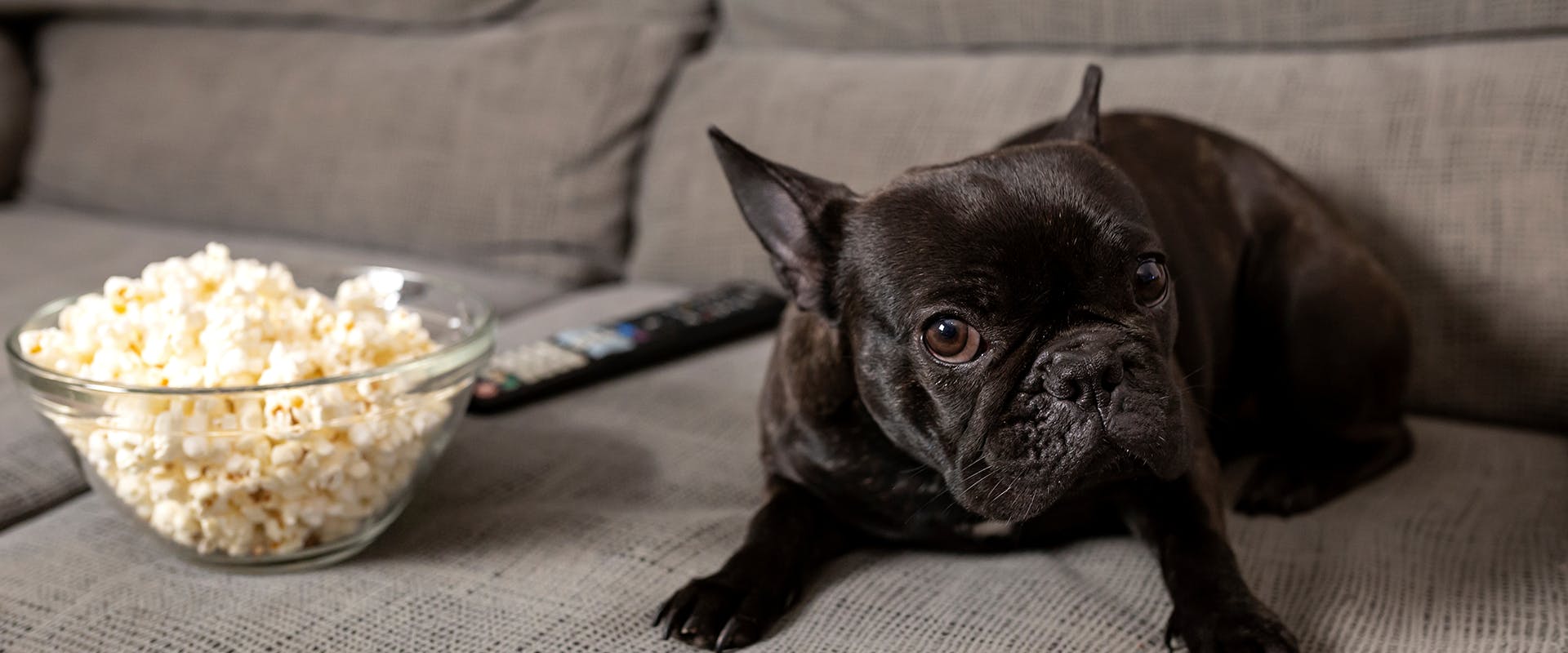 A French Bulldog sat on the sofa, a bowl of popcorn and a remote control to his right