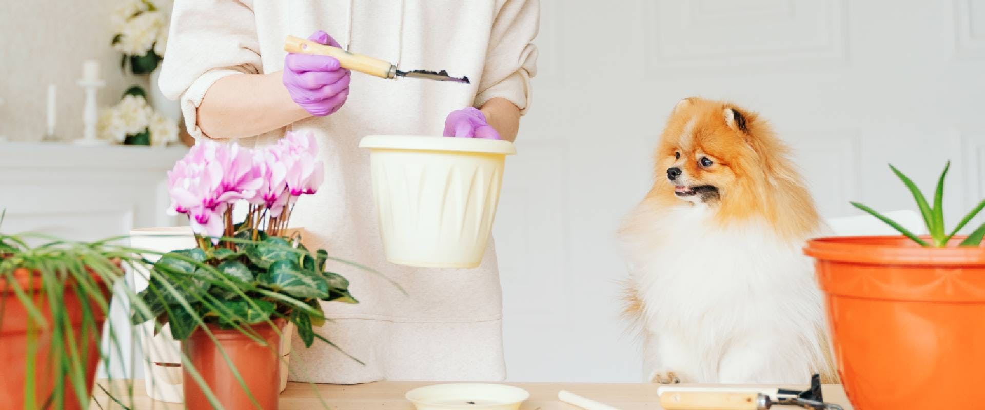 Person potting cyclamen with a Pomeranian dog watching