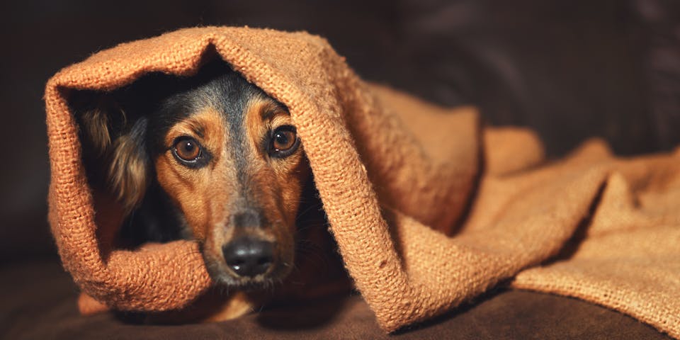 A dachshund under a brown blanket.