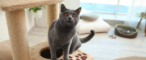 A fluffy grey cat sitting up and looking alert on a large modern cat tree