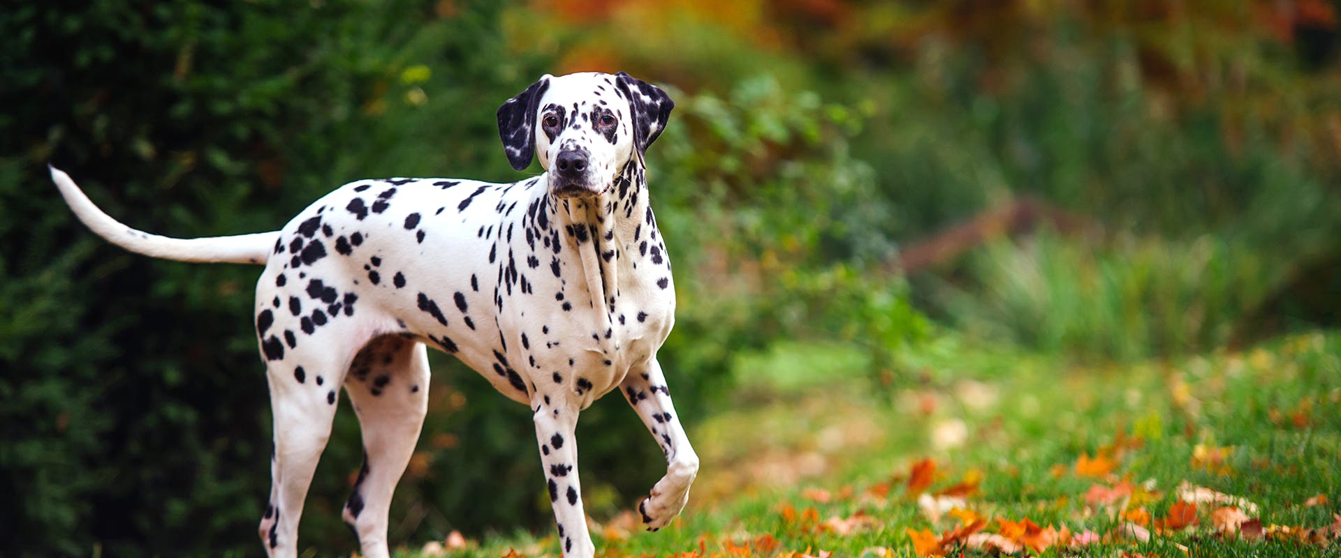 A Dalmatian, a popular firehouse dog