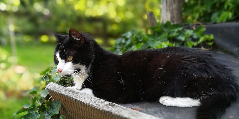 A black and white cat on a garden table.