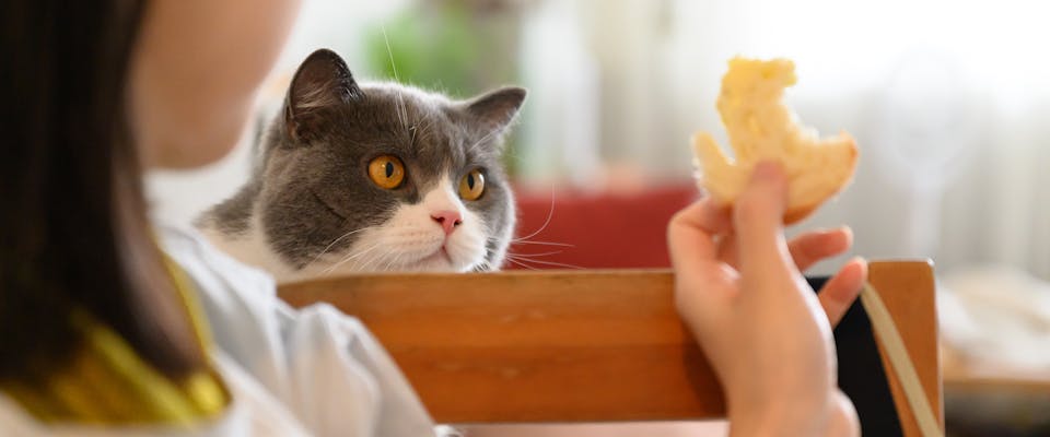 Is bread harmful to cats?