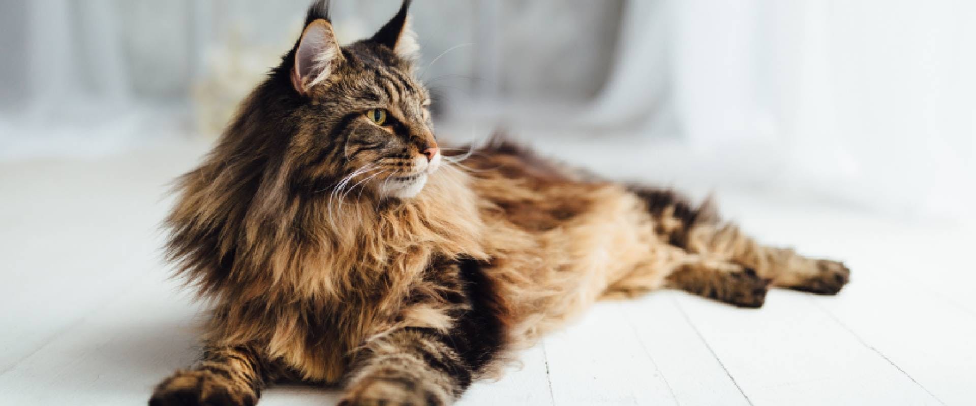 Maine Coon cat on white background