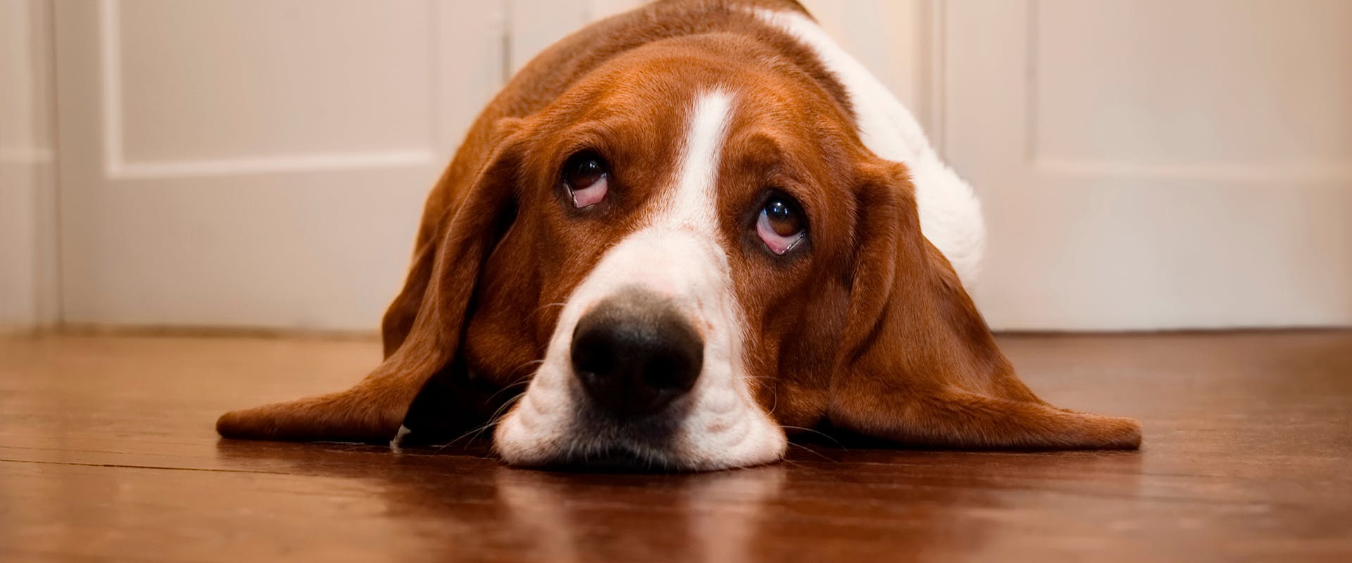 A melancholy looking Basset Hound dog laying down, his head and ears resting on the floor