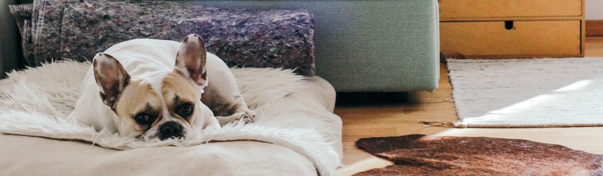 A French Bulldog sitting on a large cushion in a living room, looking at the camera