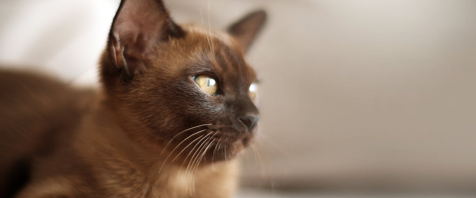Rare cat breeds - a Burmese cat