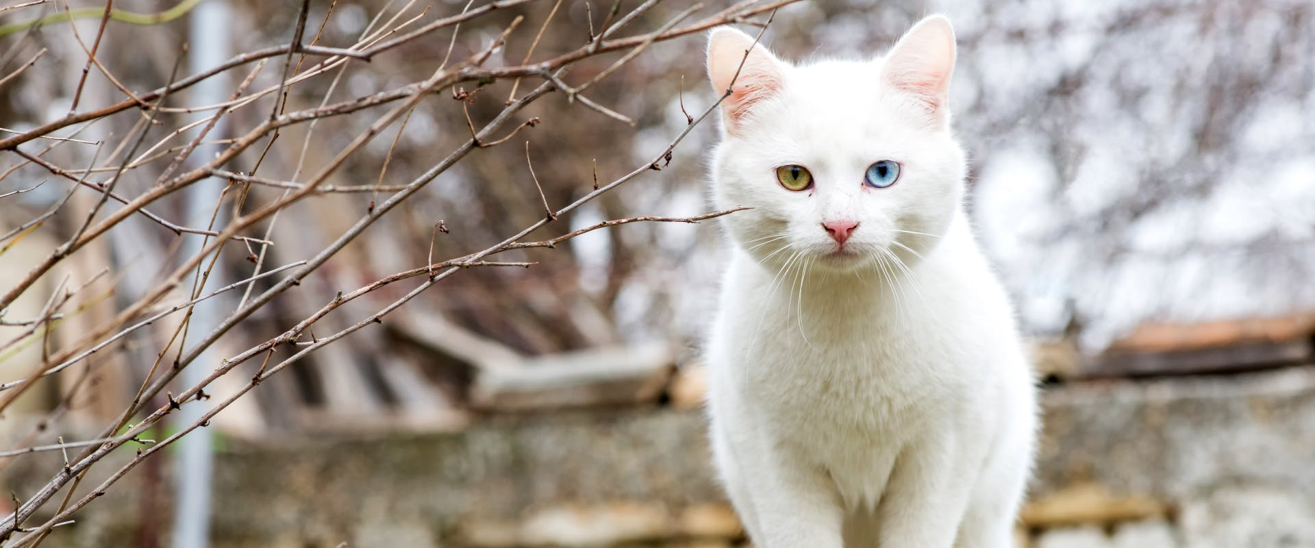 white short haired cat with one blue and one yellow eye