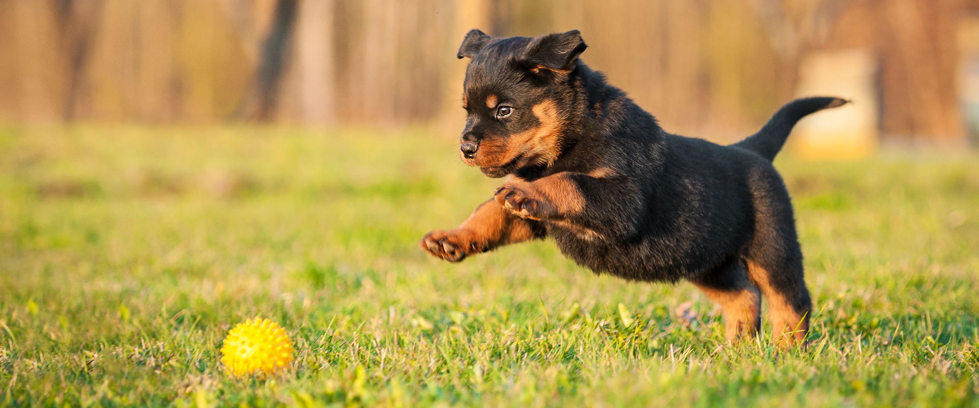 Cheap best name for rottweiler Hot Sale