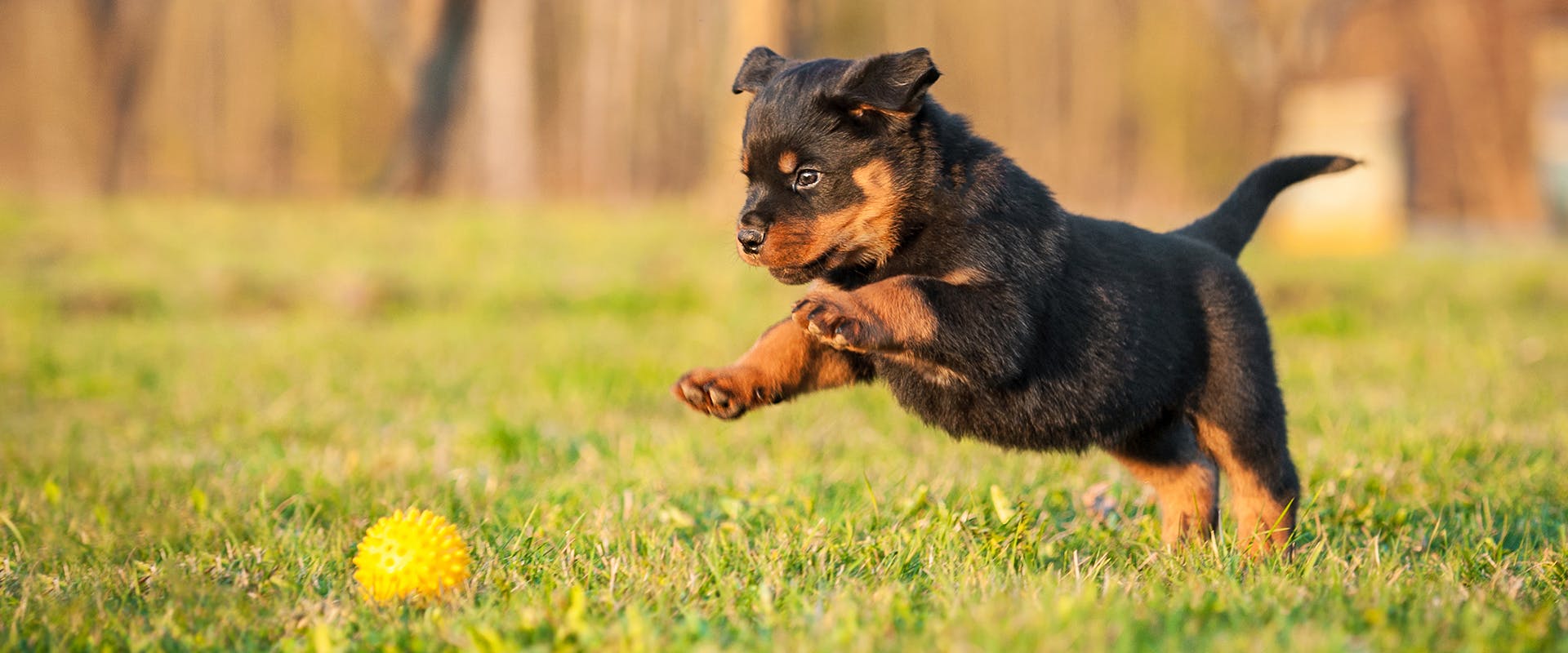 A small Rottweiler puppy pouncing on a yellow chew toy