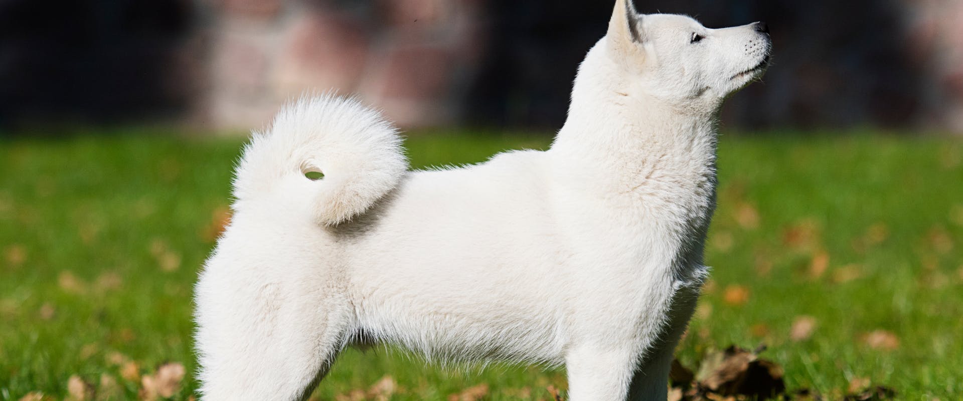 white shiba-inu stood in a part looking up