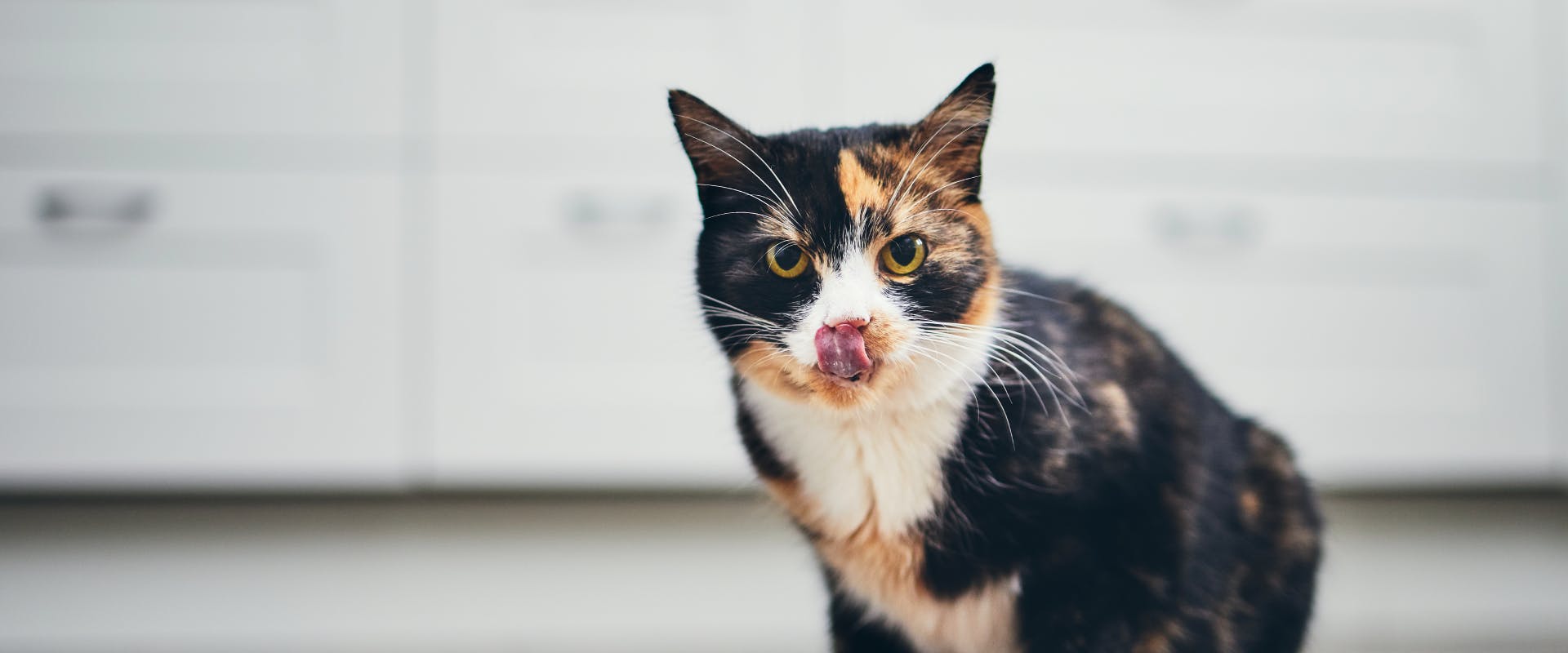 A cat enjoying some cat food.