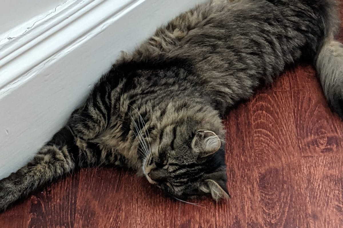 A cat laying on a wooden floor against a skirting board