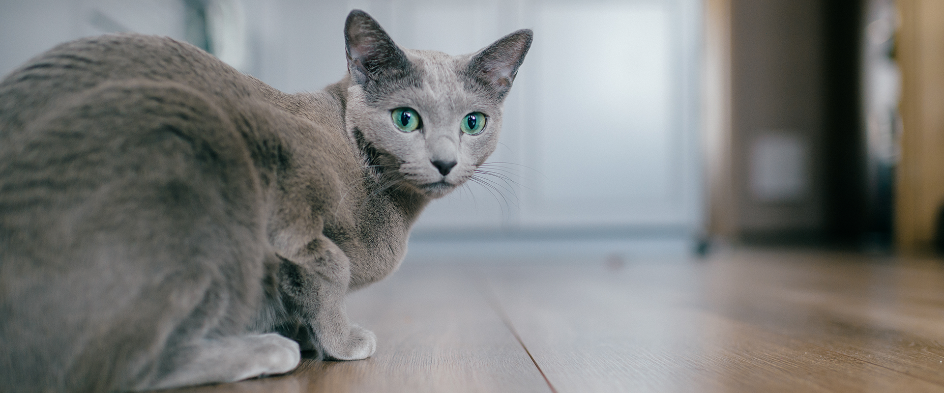 Russian Blue Breed Guide