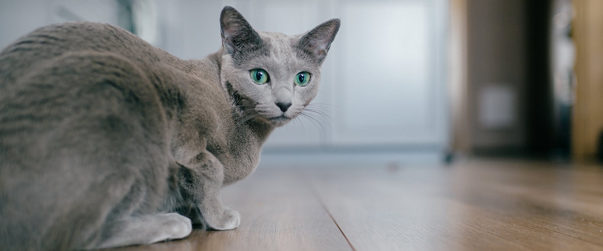 A Blue Russian cat perched down in a crouching position