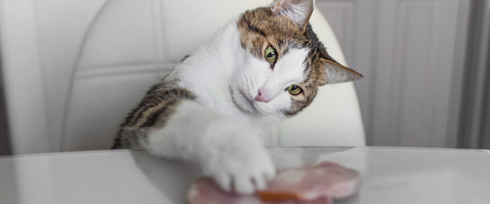 Can Cats Eat Ham TrustedHousesitters can-cats-eat-ham-trustedhousesitters