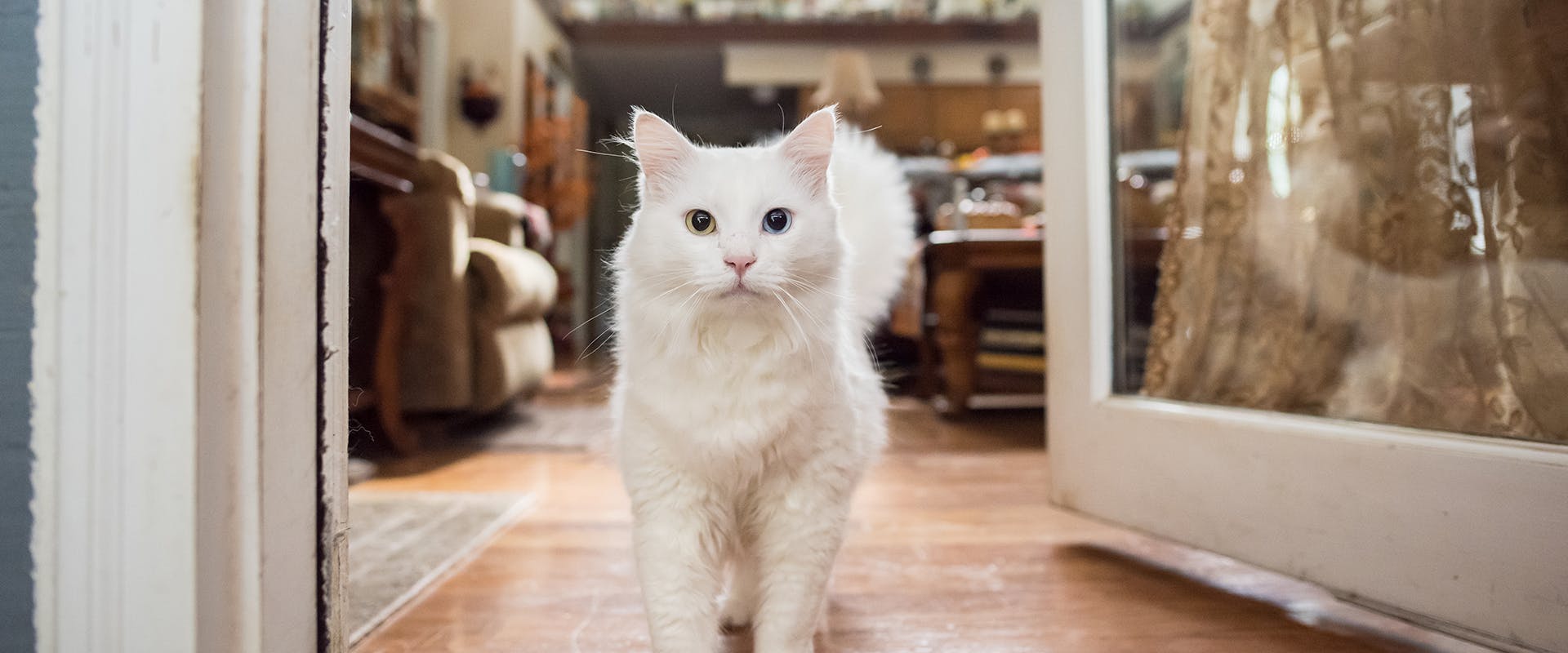 A white cat in a home, walking through a doorway