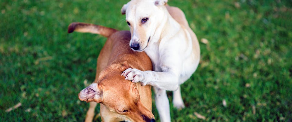 Two Greek dog breeds playing