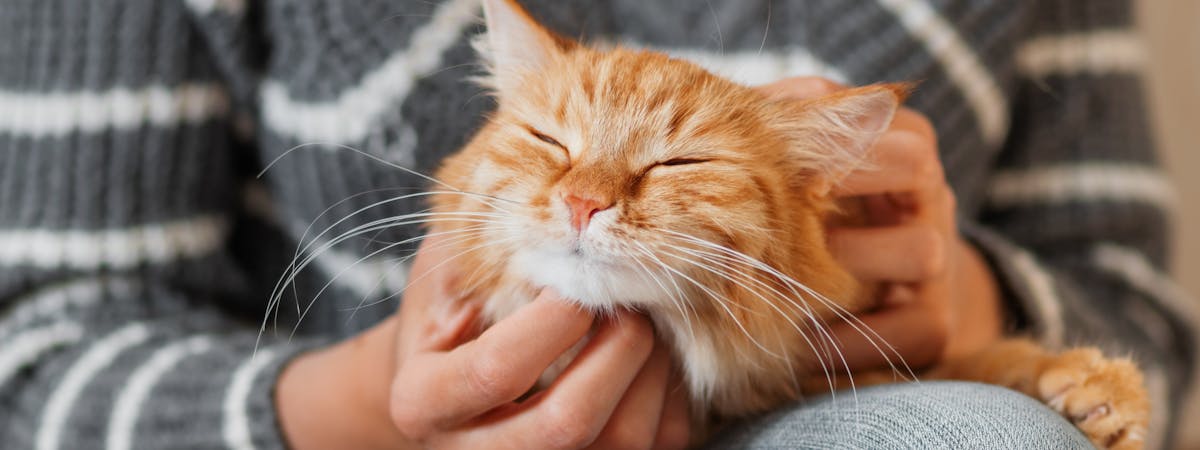 Ginger cat receiving a scratch under the chin