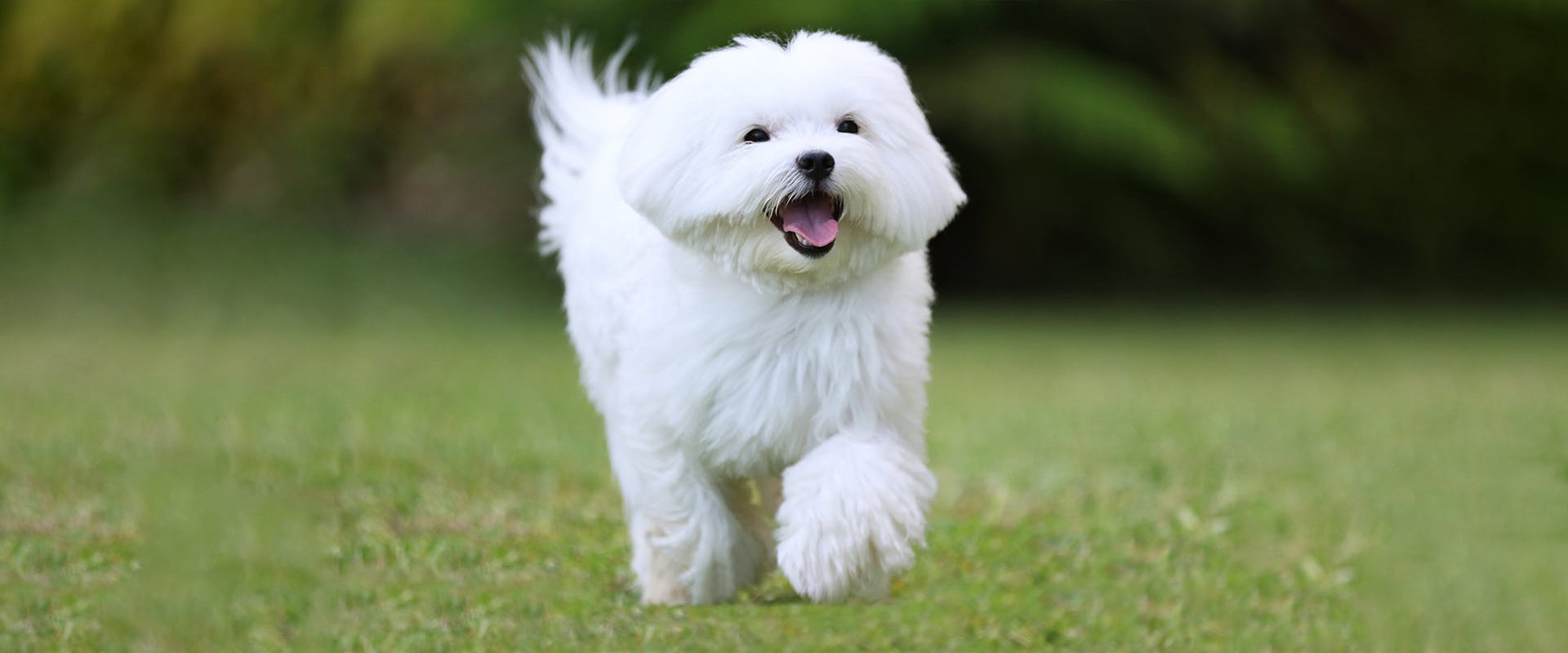 A happy looking Maltese dog running through some grass