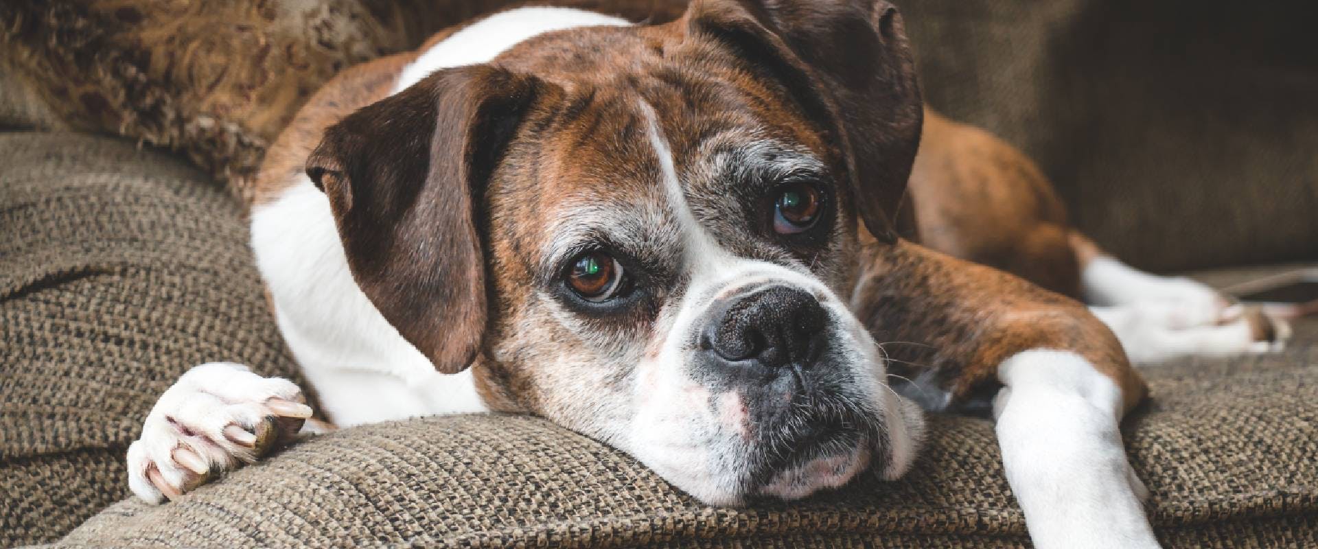 An old Boxer dog laying on a sofa