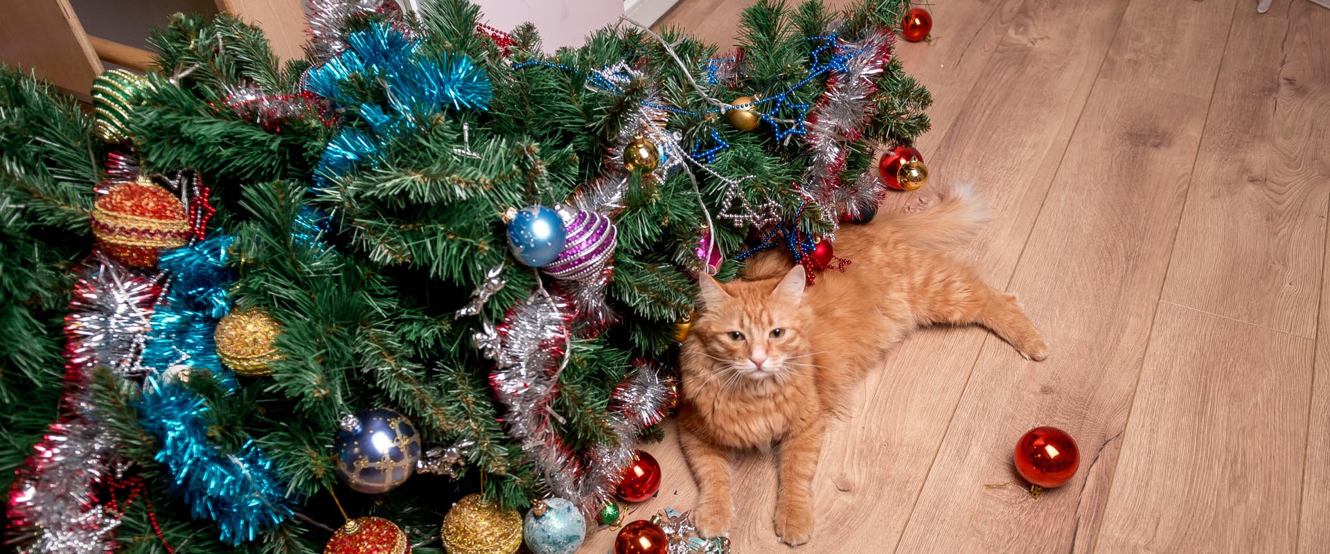 a long haired ginger tabby cat lying next to a fallen Christmas tree