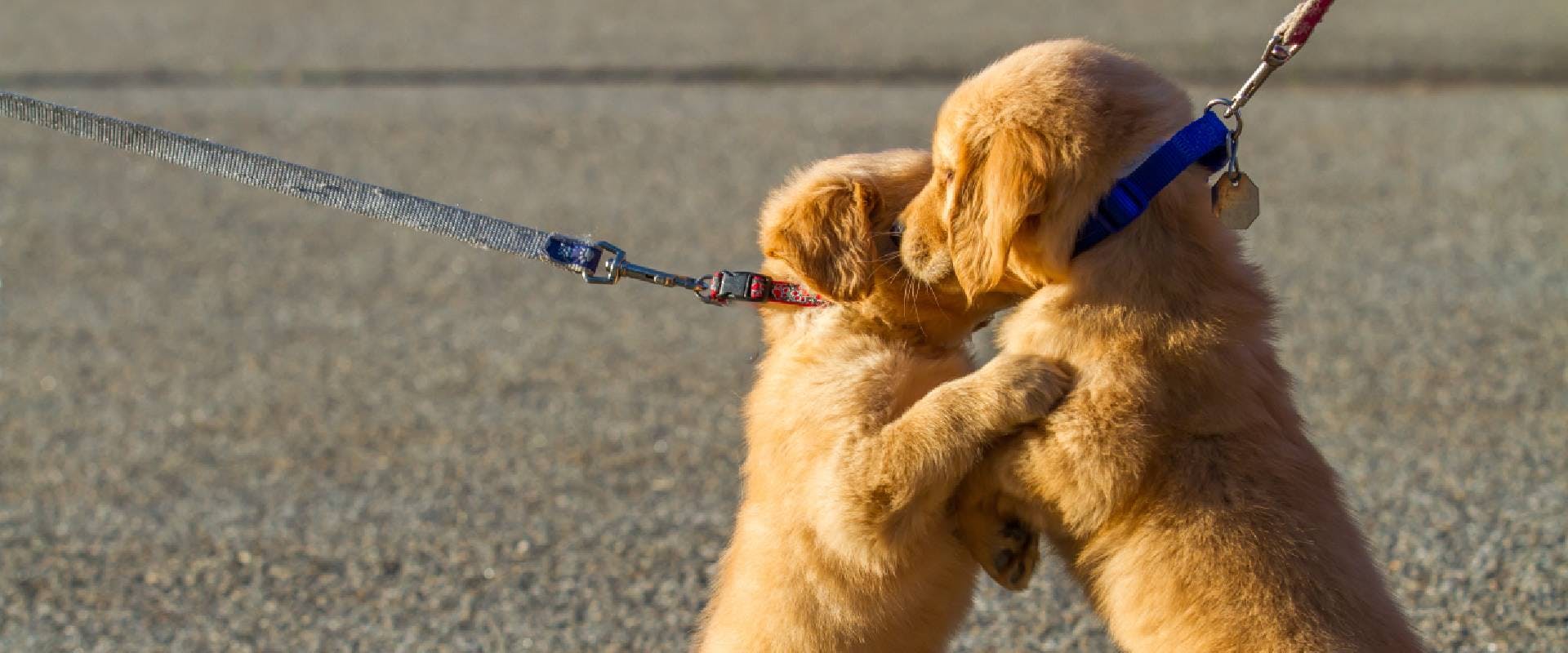 Two Golden Retriever puppies embracing